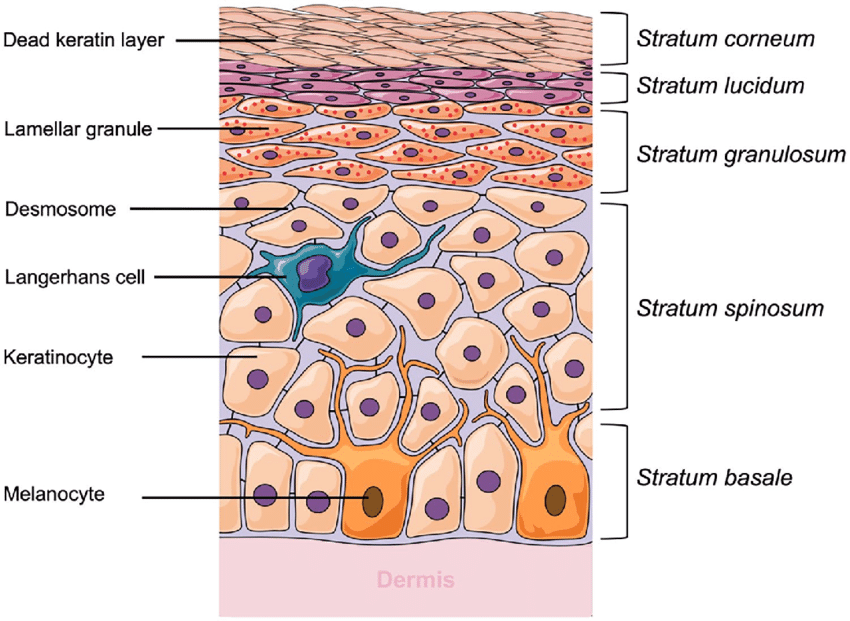 What are the important parts of the skin epidermis for skincare ...